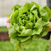 West Coast Seeds Butterhead Lettuce